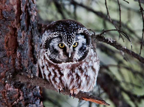 Boreal Owl