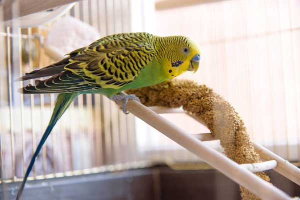 Budgerigar Birds Need Attention and Care