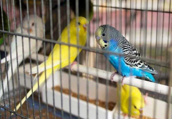Budgie Cage and Housing