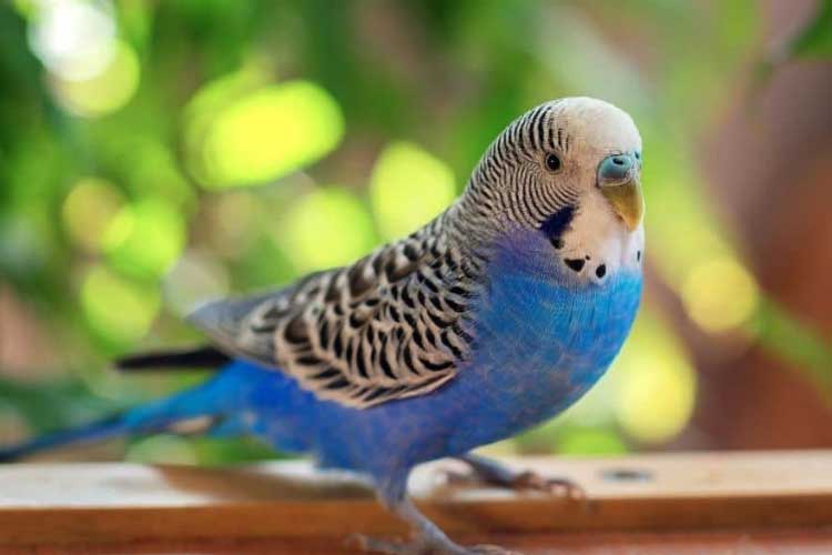 Budgie Care Guide