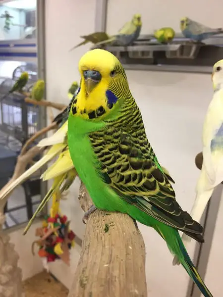 Budgies Care requirements