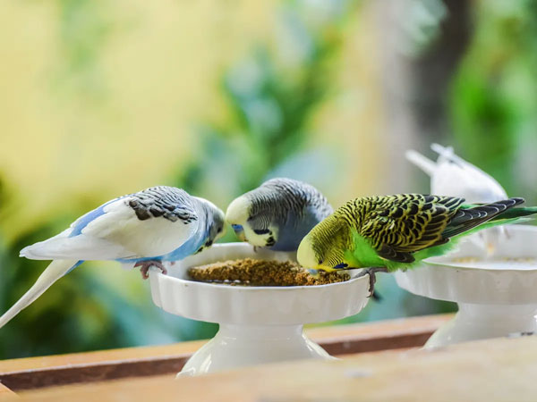 Budgie Diet