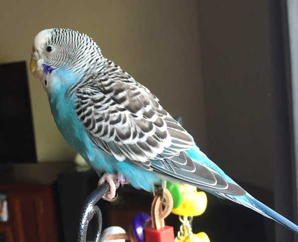 Budgie Grooming