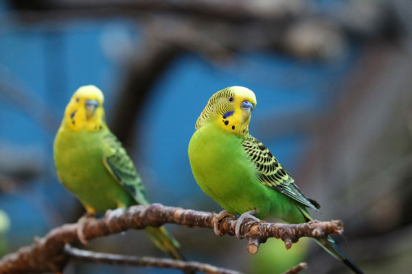 Budgie Intelligence