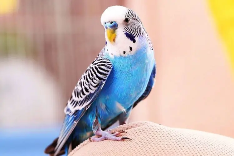 Budgie Opening And Closing Beak