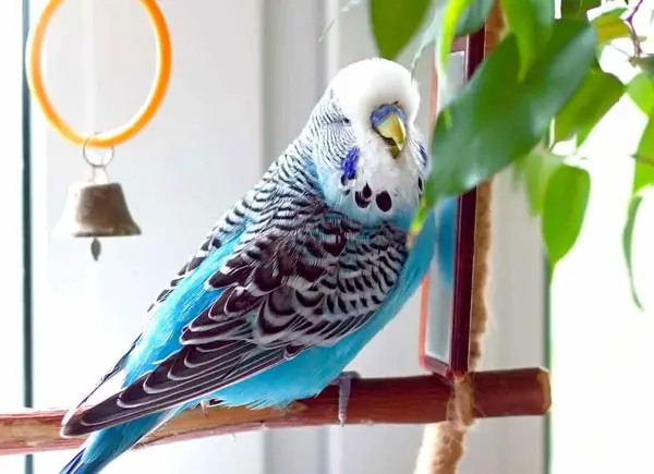 Budgie Personality