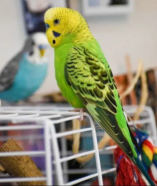 Budgie Physical characteristics