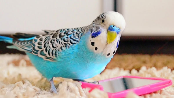 Budgie Speech and vocalization