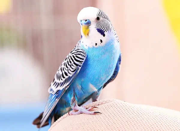 Budgie Temperament