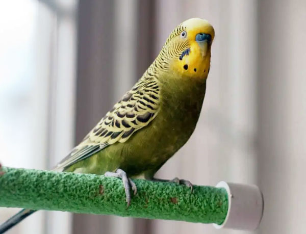 Budgie Thermoregulation