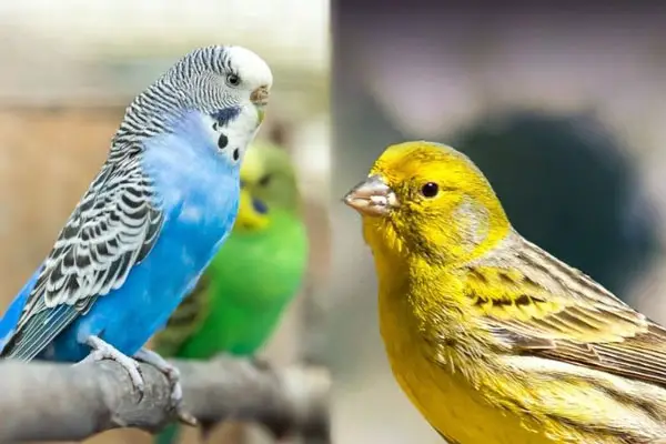 Budgie vs canary