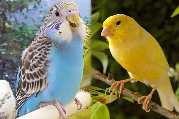 Budgie Vs Canary