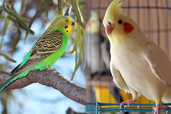 Budgie vs cockatiel