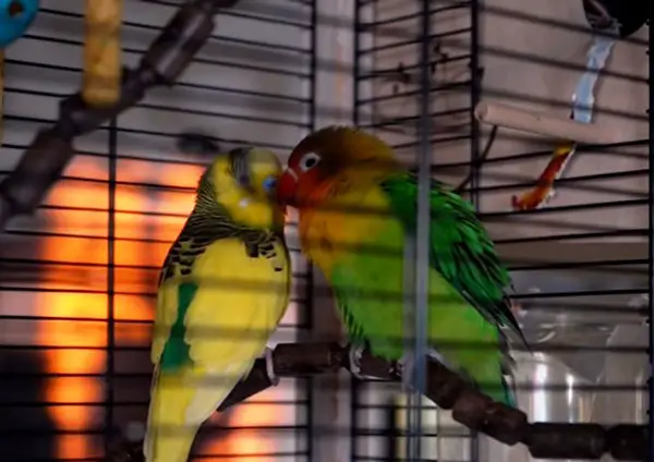 Budgie Vs Lovebird Comparison