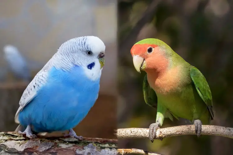 Budgie Vs Lovebird