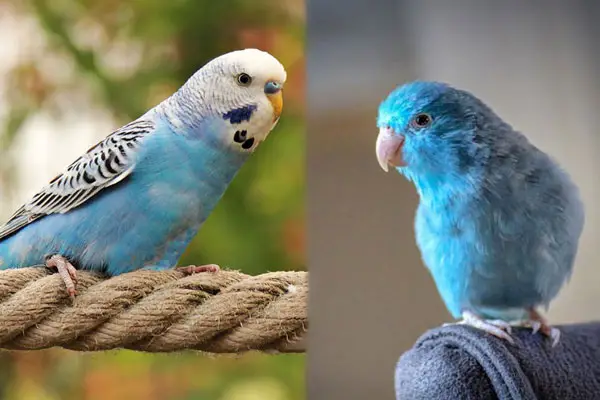 Budgie vs Parrotlet