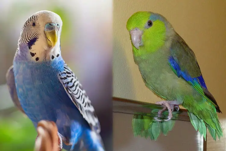 Budgie Vs Parrotlet