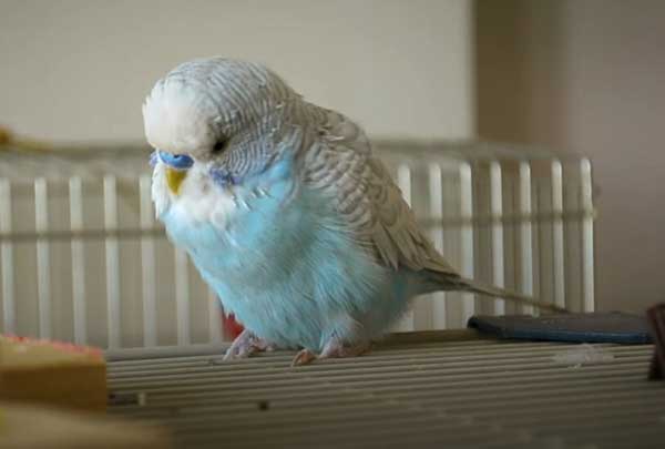 Budgie heavy breathing