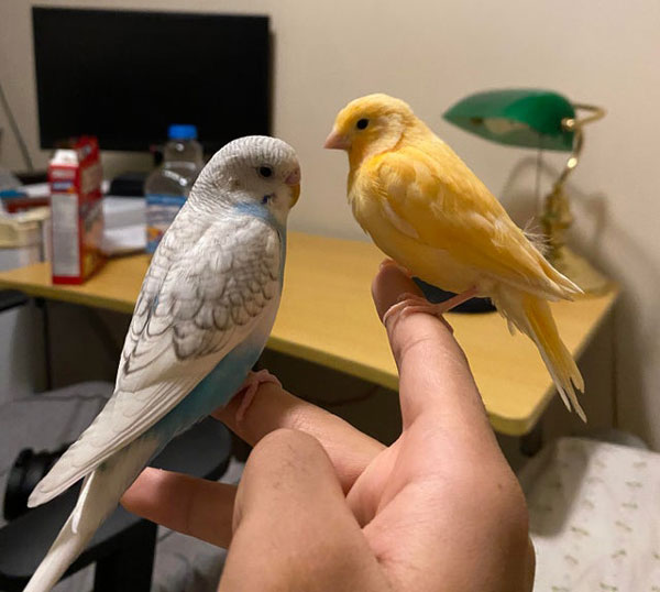 Budgie vs canary Life expectancy
