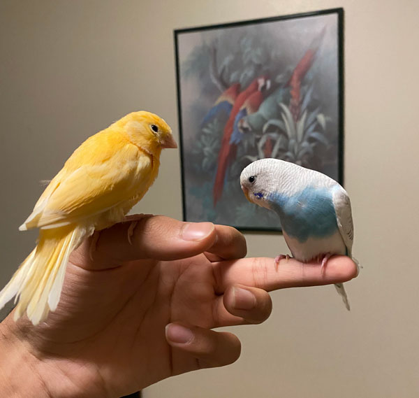 Budgie vs canary care