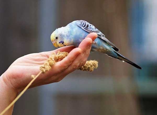 Budgies As Good Pet