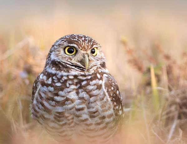 Burrowing Owl