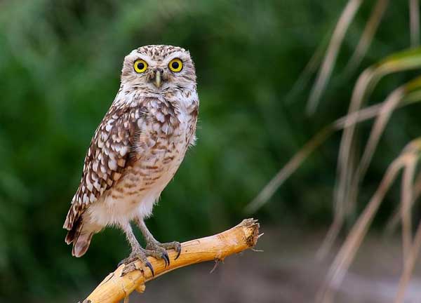 Burrowing Owl