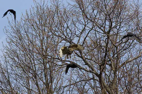 Will Owls Fight Back When Crows Mob On Them