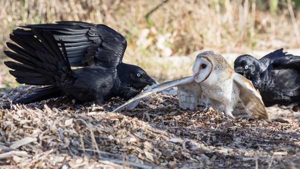 Can Crows Kill An Owl While Mobbing