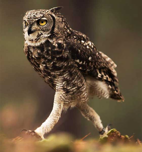 Can Owls Be As Long As Half The Length Of Its Body
