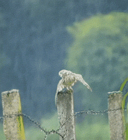 Can Owls Fly in the Rain