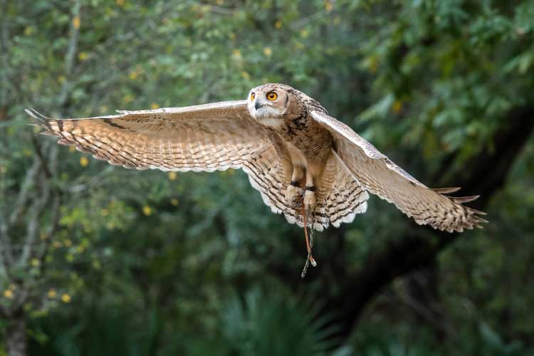 Can Owls Fly in the Rain? An InDepth Discussion