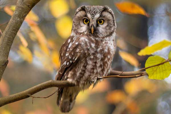 Can You Have a Pet Owl in the US