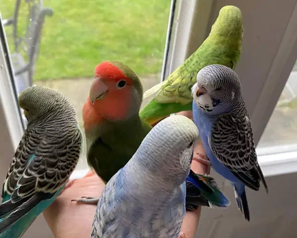 Can lovebirds and budgies live together