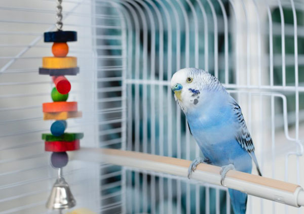 Can you leave a budgie alone for a weekend