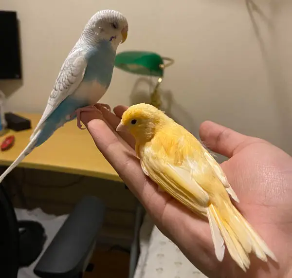 Can you put canaries and parakeets together