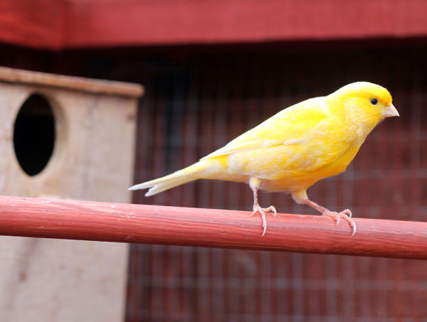 Canary Physical characteristics