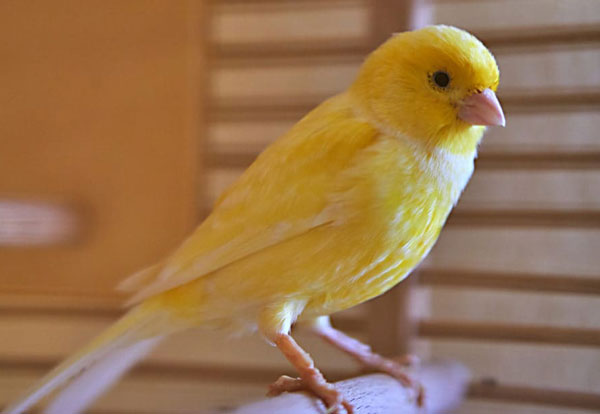 Canary Temperament