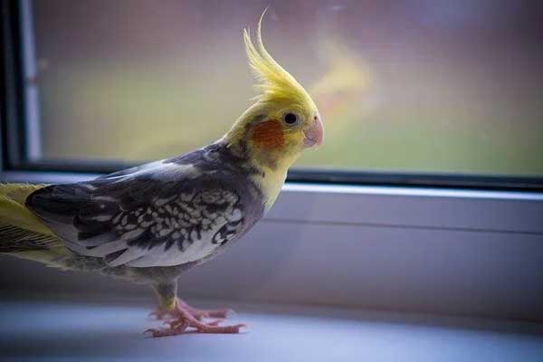 Cockatiel Avoid Feeding Chocolate