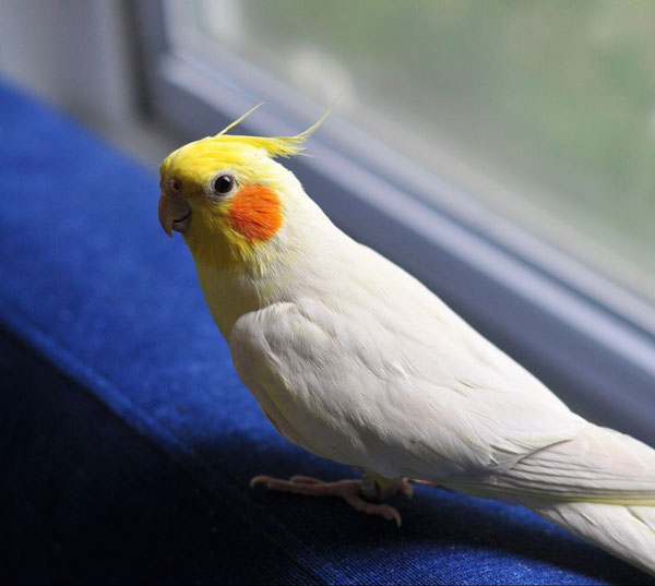 Cockatiel Behavior