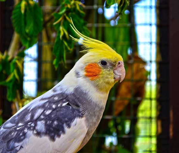 Cockatiel Bird