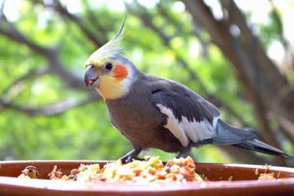 Cockatiel Cost