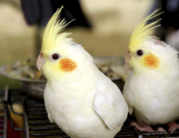 Cockatiel Egg Laying Signs