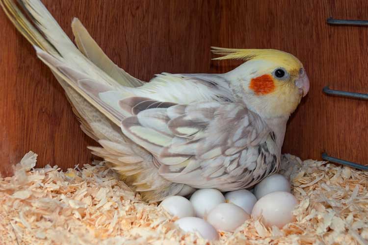 Cockatiel Eggs