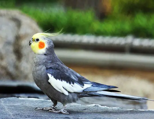 Cockatiel Life expectancy