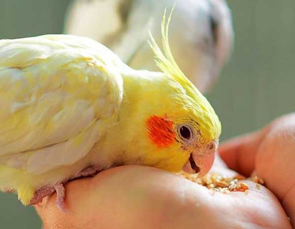 Cockatiels Eat Commercial Seed Mix