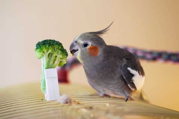 Cockatiels Eat Fresh Fruits and Vegetables