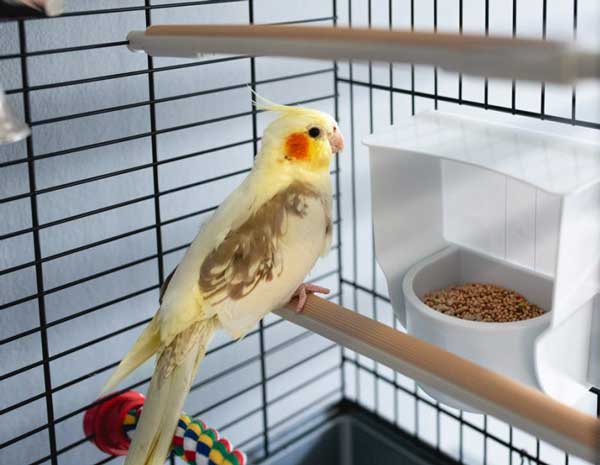 Cockatiels Eat Protein and Fresh Water