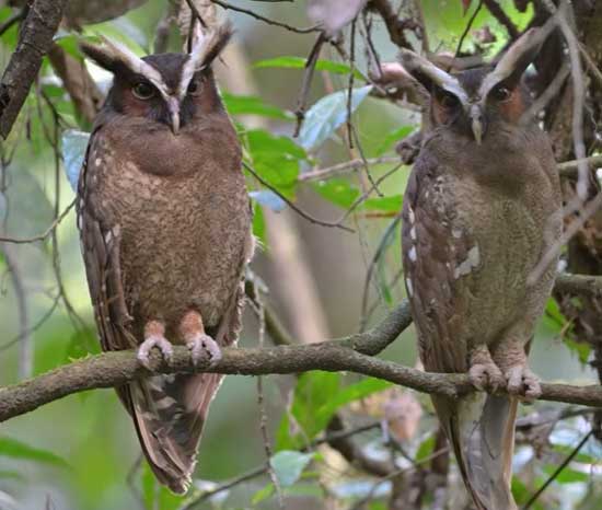 Crested Owl