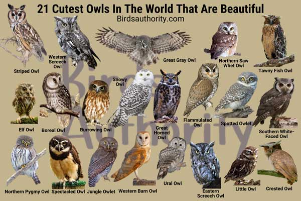 Cutest Owls In The World That Are Beautiful